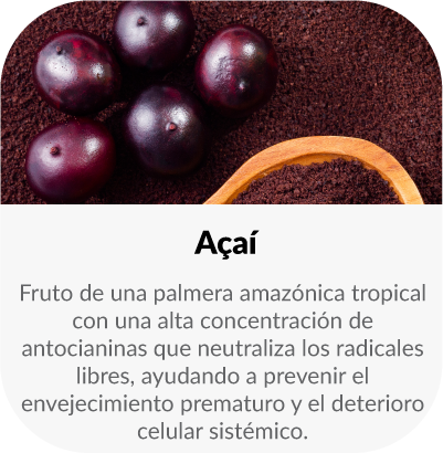 Fruto de una palmera amazónica tropical con una alta concentración de antocianinas que neutraliza los radicales libres, ayudando a prevenir el envejecimiento prematuro y el deterioro celular sistémico.