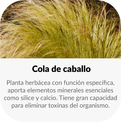 Planta herbácea con función diurética, aporta elementos minerales esenciales como sílice y calcio. Tiene gran capacidad para eliminar líquidos y toxinas del organismo.