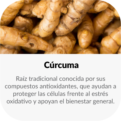 Raíz tradicional conocida por sus compuestos antioxidantes, que ayudan a proteger las células frente al estrés oxidativo y apoyan el bienestar general.