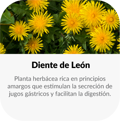 diente leon