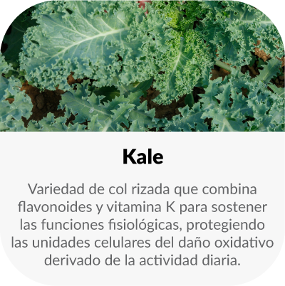 Planta rica en compuestos naturales que ayudan a estimular la vitalidad y favorecen la claridad mental.