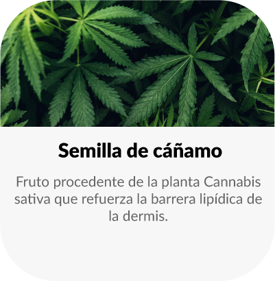 Fuente natural de antioxidantes y compuestos vegetales que favorecen la concentración y aportan energía sostenida.
