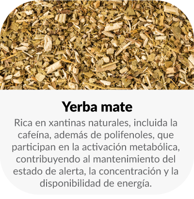 Rica en xantinas naturales, incluida la cafeína, además de polifenoles, que participan en la activación metabólica, contribuyendo al mantenimiento del estado de alerta, la concentración y la disponibilidad de energía.